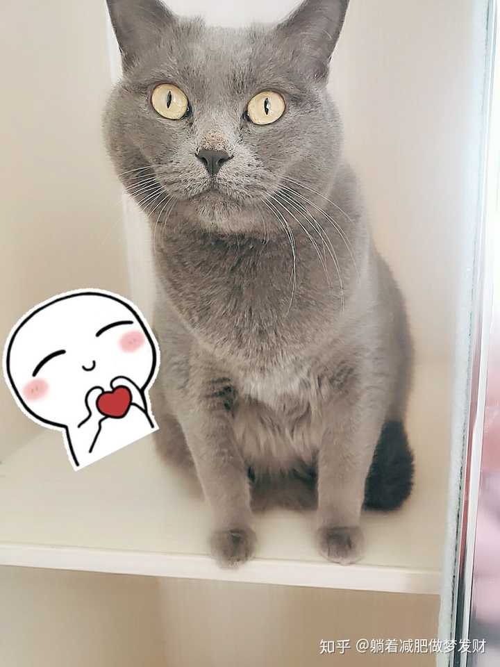 最新猫咪网址，寻找内心平静的旅程启程